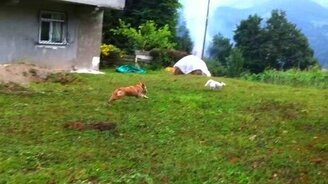 Кот обхитрил собаку - смотреть видео (0:08)