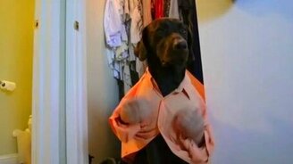 Житуха собачья... - смотреть видео (1:28)