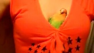 Сообразительный попугай - смотреть видео (0:36)