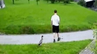 Такая живность - смотреть видео (3:32)