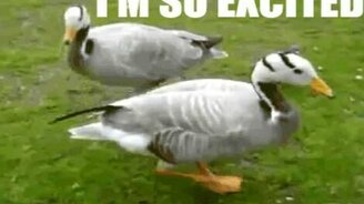 Микс приколов - смотреть видео (4:34)