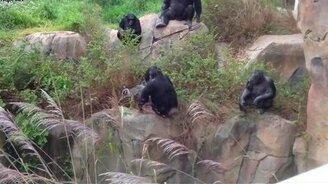 Енот против обезьян - смотреть видео (1:30)