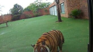 Тигра накормили - смотреть видео (1:03)