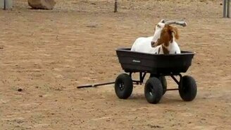 Коза в тележке - смотреть видео (0:24)