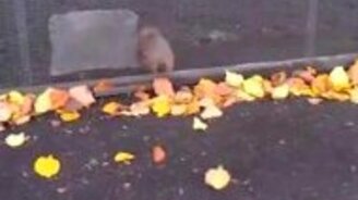 Беличий хардкор - смотреть видео (0:57)