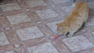 Рыжий кот с сосиской - смотреть видео (0:49)