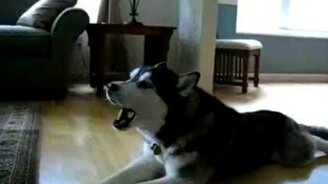 Певица хаски - смотреть видео (0:54)