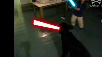 Ребёнок и собака дерутся на мечах - смотреть видео (0:54)