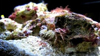 Краб-чирлидер - смотреть видео (1:18)