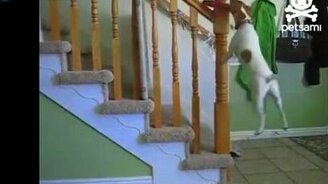 Собака и фрисби - смотреть видео (0:35)