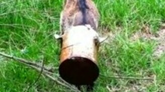 Козлёнок застрял в ведре - смотреть видео (0:33)