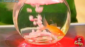 Кипящая рыбка в аквариуме - смотреть видео (1:26)
