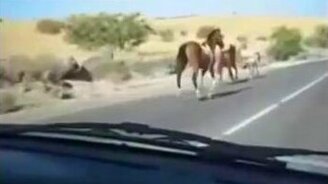 Конь против автомобиля - смотреть видео (0:17)