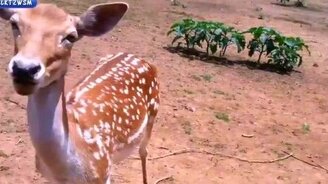 Назойливые страусы - смотреть видео (1:34)