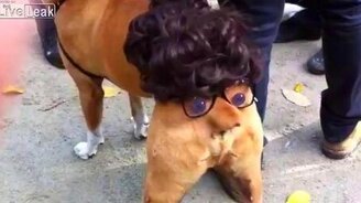 Морда на собачьей попе - смотреть видео (0:24)