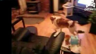 Пёс с лазерным прицелом - смотреть видео (1:00)