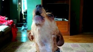 Начинающий волк - смотреть видео (0:45)