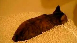 Кот купается в пенопласте - смотреть видео (1:13)