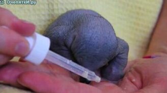 Детёныш ехидны - смотреть видео (0:45)