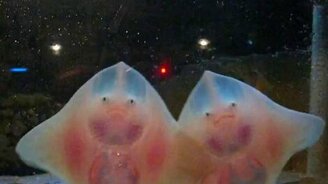 Танцующие скаты - смотреть видео (1:32)