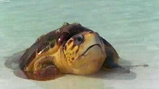 Агрессивная черепаха - смотреть видео (0:50)