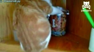 Кошачий облом - смотреть видео (0:51)