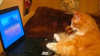 Кот смотрит мультик - смотреть видео (0:58)