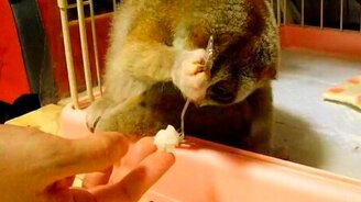 Медленный Лори и рис - смотреть видео (2:37)