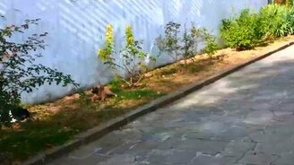 Собака-подпевака - смотреть видео (0:43)