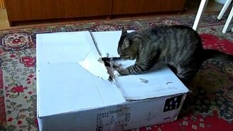 Целеустремлённый котяра - смотреть видео (0:26)