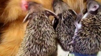 Кото-ёжики - смотреть видео (0:56)