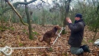 Пёс, балансирующий на верёвке - смотреть видео (1:22)