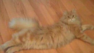 Интернет-отстрел животных - смотреть видео (2:36)