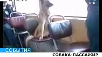Собака-пассажир - смотреть видео (0:17)