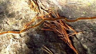 Поезд из гусениц - смотреть видео (0:33)