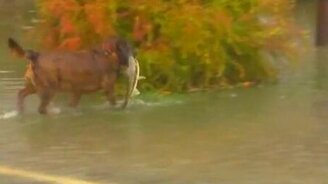 Рыбалка на асфальте - смотреть видео (0:42)