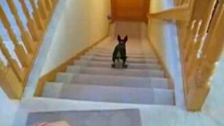 Собака-Дюраселл - смотреть видео (1:03)