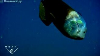 Рыба с прозрачным лицом - смотреть видео (1:29)