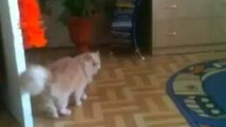 Кот акробат - смотреть видео (0:20)