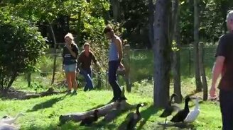 Утки впервые видят воду - смотреть видео (1:57)