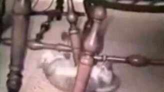 Танцуют кошки - смотреть видео (3:25)