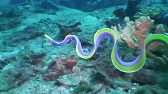 Красивое океанское создание - смотреть видео (0:26)