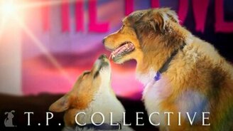 Животная пародия на Call Me Maybe - смотреть видео (2:22)