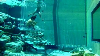 Наедине с крокодилом - смотреть видео (0:49)