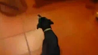 Собака Берлускони - смотреть видео (0:34)