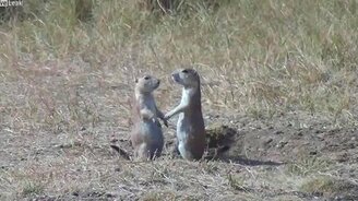 Романтика у сусликов - смотреть видео (0:35)