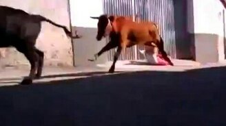 Забодала угол - смотреть видео (0:23)