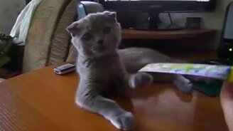 Кот Морзе - смотреть видео (0:49)