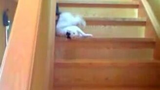 Ленивый спуск с лестницы - смотреть видео (0:36)