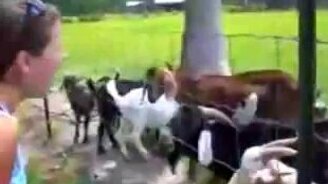 Говорящий козёл - смотреть видео (0:39)